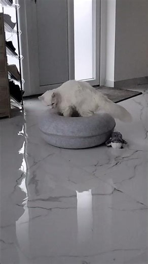 Too Cute to Function: This Kitten Is Completely Exhausted 😴 #fypシ #cat #adoreble #kitten #adorably