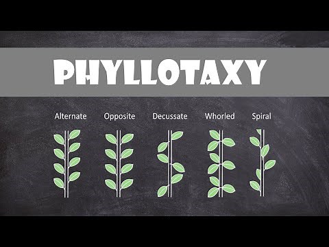 Types of Phyllotaxy | Plant Biology