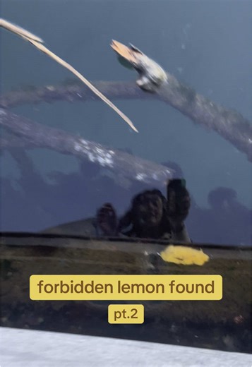 Discovering the Largest Monterey Dorid Sea Lemon