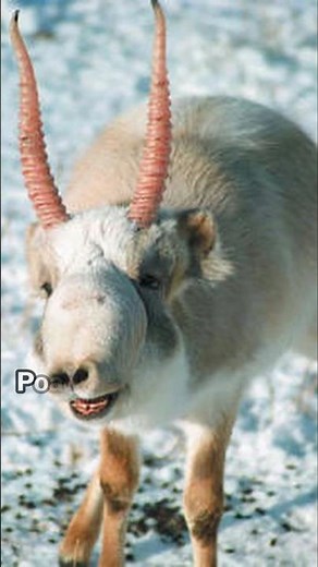 Alien Nose or Desert Survivor? Meet the Saiga Antelope!