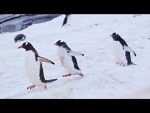 Amazing Penguins for Kids 🐧 | Fun Penguin Facts & Learning Video for Children ❄️