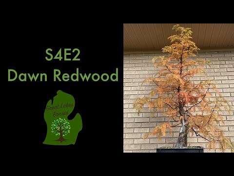 S4E2 - Dawn Redwood