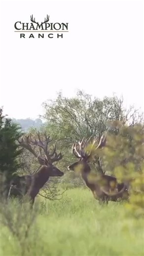 The red stag isn’t just impressive—it’s iconic. As the fourth-largest deer species in the world, red stag are managed through intentional, science-based programs that prioritize herd health, age structure, and habitat quality. Those massive antlers—often six points, sometimes reaching 15—aren’t just for show. They’re a marker of maturity and dominance, shaped by genetics, nutrition, and responsible management. Stags and hinds live separately for most of the year, a natural behavior that good lan