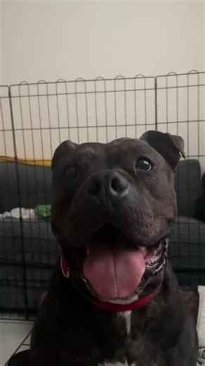 adopt_my_foster_sd (@adoptmyfostersd)’s videos with original sound - adopt_my_foster_sd