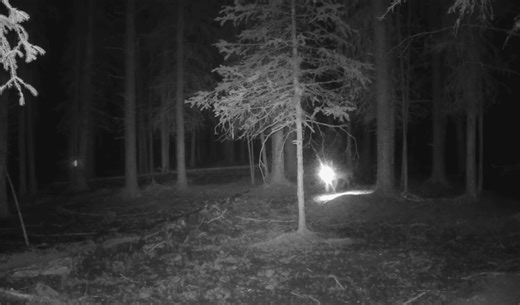 Wolf Captured On Trail Cam Carrying Around Another Trail Cam In Its Mouth | Whiskey Riff