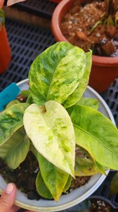 Super saxy form super dwarf form 2pots available #plantsmakepeoplehappy #anthuriumlovers #highlights #viralreelsfacebook | Ka Plantits | Facebook