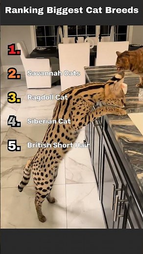 Ranking Biggest Cat Breeds