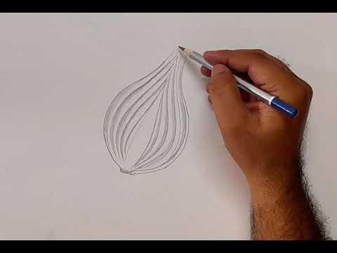 Onion drawing l onion drawing easy l onion sketch outline drawing