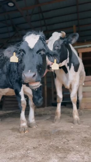 2.4K views · 868 reactions | April and Herbie: here because of YOU! Whether you sponsor them, donate on $5 Friday, volunteer, buy a tee shirt or pay us a visit- you are making this possible! THANK YOU | Iowa Farm Sanctuary | Facebook