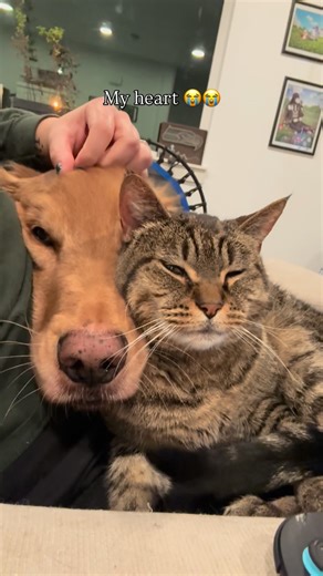 Brittany & Bruce | A little BTS peak: I think Bruce was “purring” with Gandalf 🥹😭 #goldenretriever #dogsofinstagram #catsofinstagram #cute | Instagram