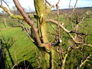 Comment recuperer un greffon de cerisier ?