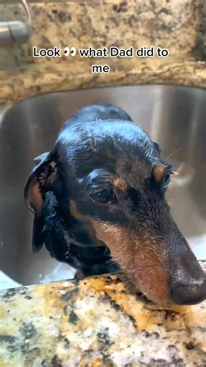 When Dad turns bath time into a splash zone! 🛁😂 #BathTimeAdventures #DogLife | Ruby Barnes