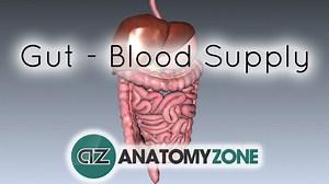 Blood Supply to the Gut - 3D Models, Video Tutorials & Notes | AnatomyZone