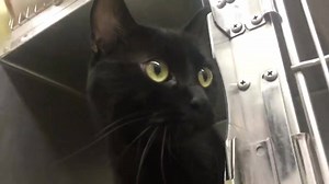 56 reactions · 88 shares | RESCUED! PANTHER - ID #A152535...