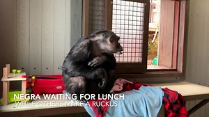 14K views · 748 reactions | Just like humans, chimpanzees have a variety of decibels in which they vocalize, though when they are loud, they are LOUD. | Chimpanzee Sanctuary Northwest | Facebook