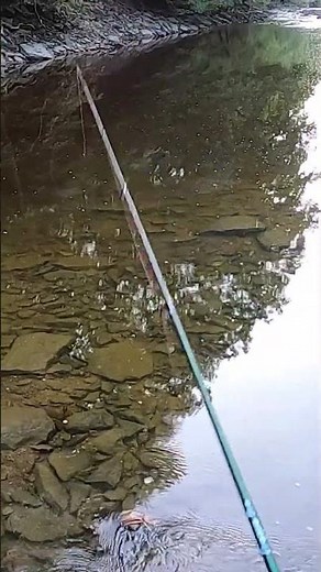 How to fish a ned rig 101