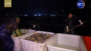 269K views · 344 reactions | How a once-endangered fish drove a city’s growth? East #China’s #Fujian province has one of the longest coastlines in the country. The rich #fishery resources are an important pillar of the local #economy. Check out how a once endangered species of fish has been revived after decades of farming. #ChinaVibes #2025ChinaAgenda | CGTN Frontline | Facebook