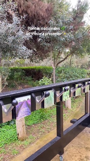 À l’occasion de la Journée mondiale de la vie sauvage 2026, nous mettons à l’honneur les plantes médicinales et aromatiques 🌿 À cette occasion, nous vous invitons à découvrir la plateforme senteurs au sein du Zoo, un espace dédié à la sensibilisation, à la valorisation et à la préservation de ces trésors naturels. Essentielles à notre santé, à notre patrimoine et à nos moyens de subsistance, ces plantes jouent un rôle clé face aux défis environnementaux croissants. 🌱🌍 🎟️ Achetez votre ticket