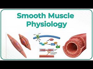 Smooth Muscle Physiology (Animation) / USMLE