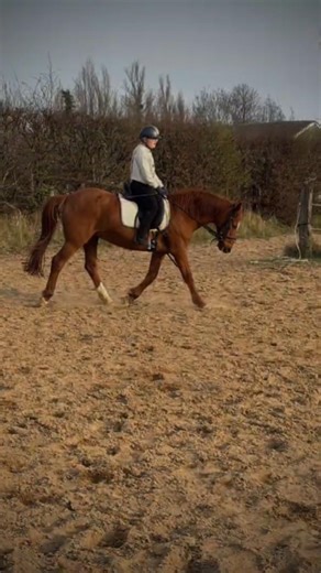 #pferde #Bilder #funny #105