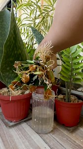 buntot pagi,takot ang aswang #sansevieriabacularis #buntitpagi #snakeplant #millionaire #luckyplant #hydroponicgarden | Jayson Gaylan