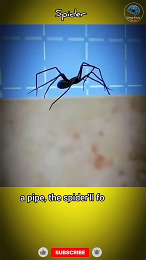 What happens if you tear off a mosquito's leg? #spider #usa #shorts
