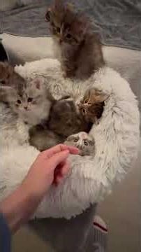 #day #cat #shorts #trending