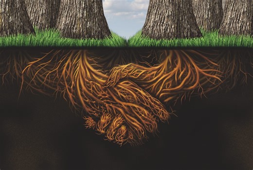 Japanese method can grow forests 10 times faster — and help heal our planet | Broadview Magazine