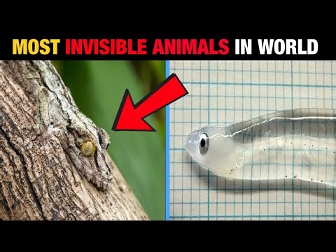 Top 10 Invisible Animals You Won’t Believe Exist in the World
