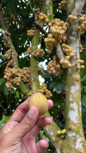 Pohon Buah Duku dan Keunikan Buah Langseb
