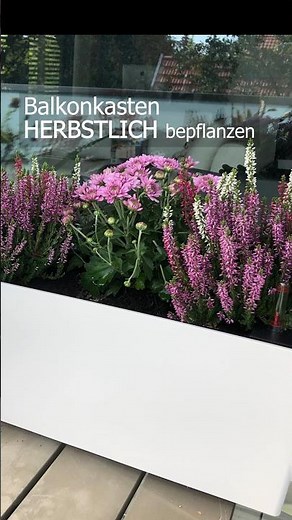 Blumenkasten HERBSTLICH bepflanzen 🌸🌺 #shorts #herbstbalkon