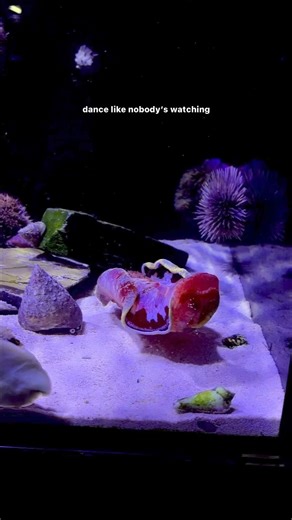 21K views · 330 reactions | Spanish dancers are so majestic #seaslug #nudibranch #spanishdancer | Fish World Aquarium | Facebook