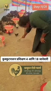 Brooding Day 11/21 #brooding #poultry #poultryfarming #farmer #indianfarmer #shetakari #sheti | Prakrut Agro Farm