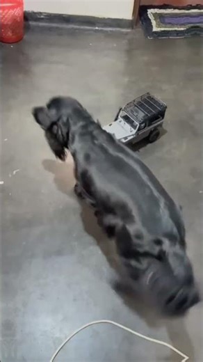 My dog’s funniest reaction chasing a remote-control jeep! 🐕🚙 #cuteanimals #dog #rcmodel