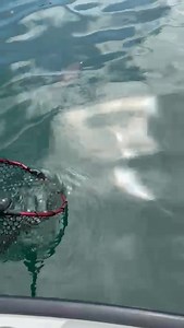 YESTERDAY! We went 8-2-2 on Harbour flathead :) | Downrigger Shop