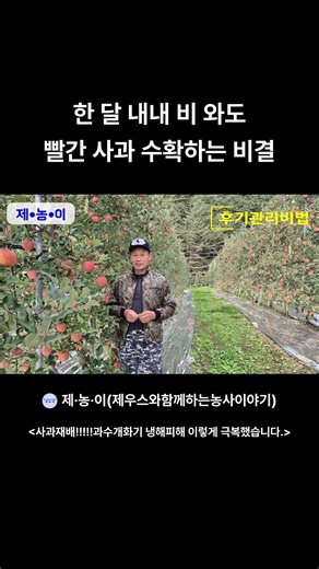 한 달 내내 비 와도 빨간 사과 수확하는 비결
