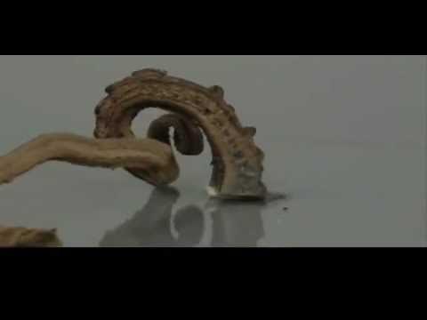 The Strangest and Weirdest Chemical Reaction in the World. (Mercury(II) thiocyanate (Hg(SCN)2))