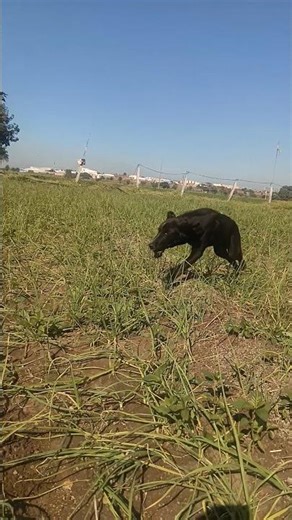 doggy is funny vlog 😅 #funny #comedy #funnyvideo #fun #minivlog #prank #😂😅😂