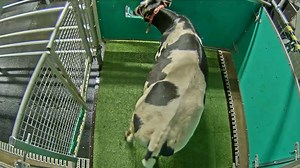 Watch a cow getting potty-trained