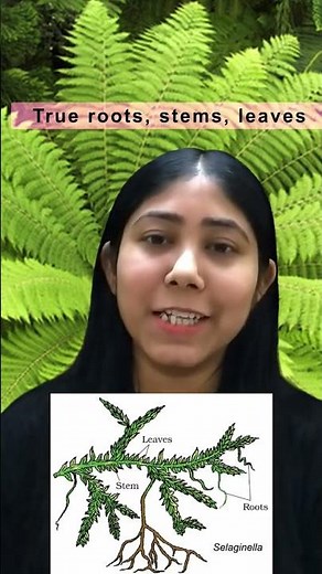 Pteridophytes | Definition, Characteristics, Habitats & Life Cycle | Ferns | Class11| Adhyayanta