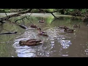 Just Ducks 🦆 #duck #mallard #quackity