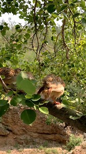 36K views · 883 reactions | #PartridgeChicks #BabyPartridge #WildPartridge #PartridgeFarm #PartridgeBreeding #PartridgeBirds #BirdLovers #GameBirds #NatureVideo #FeedingTime | HB Birds | Facebook