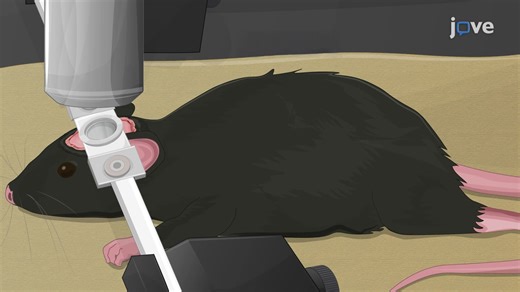 Video: In Vivo Two-Photon Imaging of Microglial Dynamics in the Mouse Hippocampus - Experiment