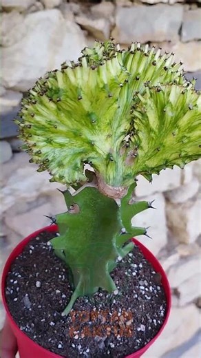Koleksiyon Kaktüs Euphorbia Cristata Variegata Aşılı Nadir Geçişli 12 cm Saksıda