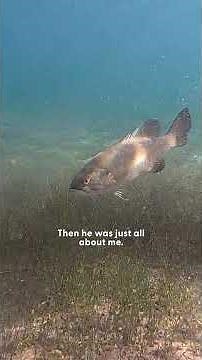 Diver Befriends A Fish Who Keeps Coming Back To See Him | The Dodo