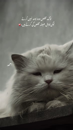 Understanding the Meaning of Yeti in Urdu