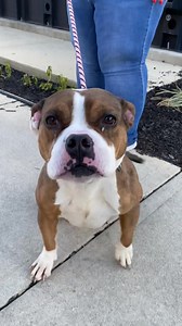 7.2K views · 224 reactions | The 12 homeless dogs of Christmas will be waiting to meet you at our MEGA adoption event this weekend!!All adoption fees are just $35! Our shelter is OVER CAPACITY for dogs. NOW is the time to adopt! | Homeward Bound Pet Adoption Center | Facebook