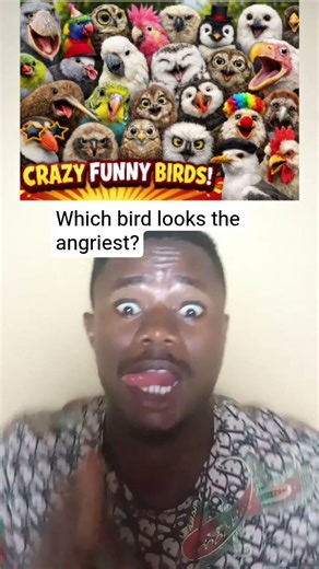 Which bird looks the angriest? #funny #trending #duet #birdlife