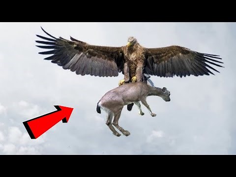 Eagle Hunts a Goat | Incredible Eagle Attacks | Eagles vs. Monkey, Fox, and Snake