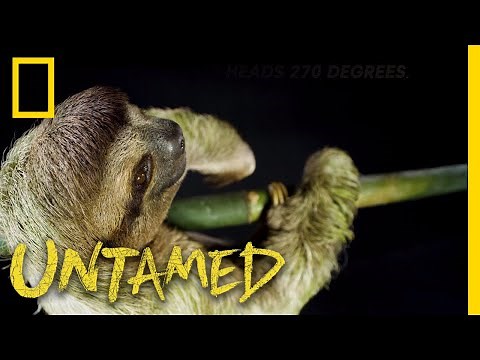 Happy Sloth Day, Celebrate with These Slow Movers! | Untamed